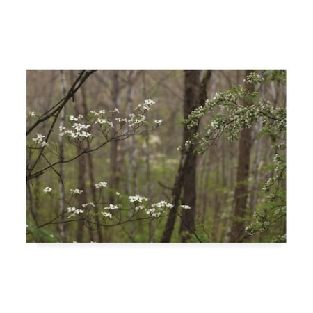 Kurt Shaffer Photographs 'White Blooming Trees In The Forest' Canvas Art,30x47